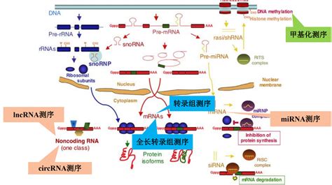 轉錄機的聲音,轉錄設備縮略圖