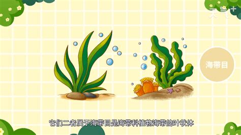 昆布和海帶的區別(昆布和海帶的區別圖片)縮略圖