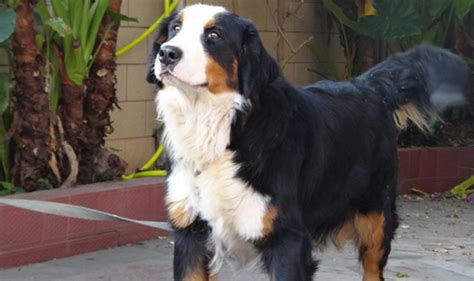 圣伯納和伯恩山犬的區別(伯恩山犬多少錢一只)縮略圖