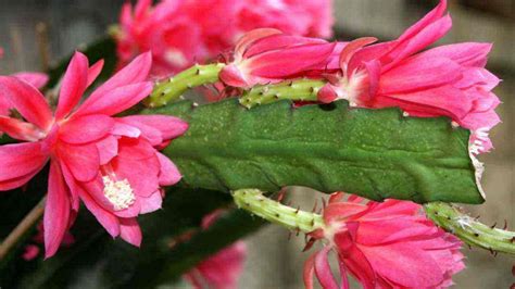 令箭荷花的養(yǎng)殖方法和注意事項,魚骨令箭荷花的養(yǎng)殖方法和注意事項縮略圖
