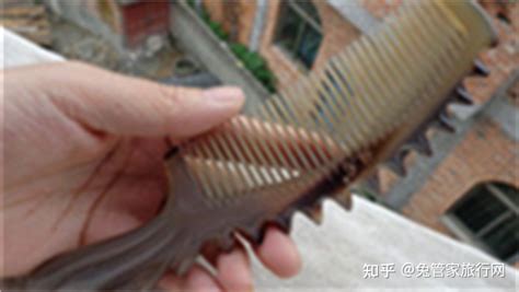 牛角梳怎么分辨真假,牛角梳怎么分辨真假對比縮略圖