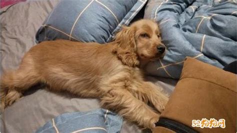 可卡犬掉毛嚴(yán)重嗎(可卡犬掉毛嚴(yán)重嗎圖片)縮略圖