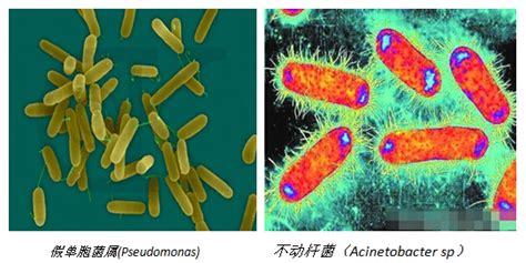 硝化細(xì)菌幾天可以建立(硝化細(xì)菌幾天可以建立起來)縮略圖
