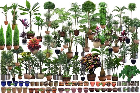 盆景花卉綠植批發(fā)(盆景花卉綠植批發(fā)直播)縮略圖
