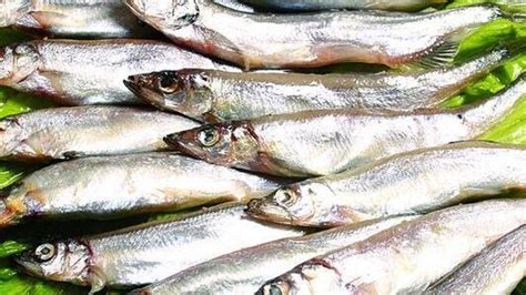 多春魚的營養(yǎng)價值及功效與作用(多春魚的營養(yǎng)價值及功效與作用禁忌)縮略圖