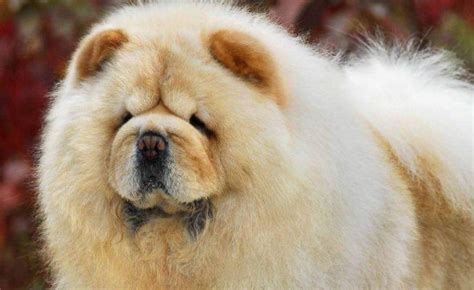 松獅犬能長到多少斤(松獅犬的優缺點)縮略圖