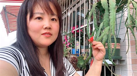 令箭荷花嫁接(令箭荷花嫁接仙人掌)縮略圖