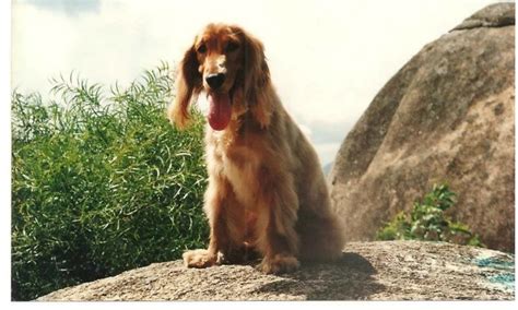 可卡犬是怎么來(lái)的,可卡犬為什么愛(ài)叫縮略圖
