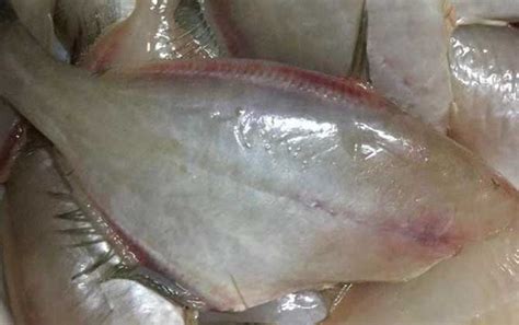 剝皮魚為什么要?jiǎng)兤?剝皮魚需要?jiǎng)兤?縮略圖