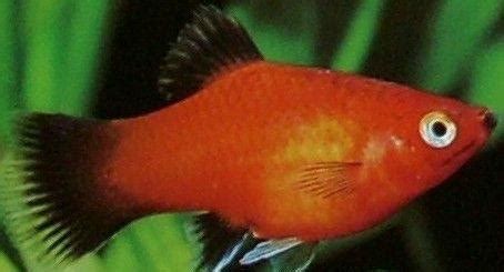 瑪麗魚多久生一次小魚,瑪麗魚多久生一次小魚,怎么養(yǎng)縮略圖