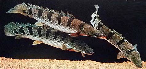 恐龍魚觀賞魚(恐龍魚觀賞魚圖片)縮略圖