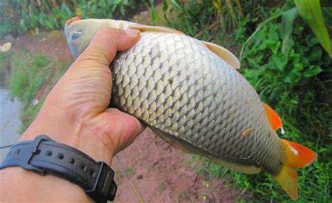 鯉魚(yú)旗餌料的優(yōu)缺點(diǎn)(丸九鯉魚(yú)旗餌料怎么使用)縮略圖
