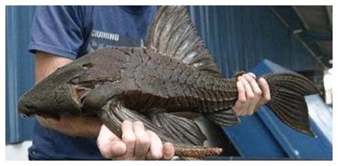 安康魚為什么叫垃圾魚,安康魚是不是垃圾魚縮略圖