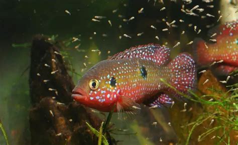 紅寶石魚繁殖前的征兆(紅寶石魚繁殖前的征兆是什么)縮略圖