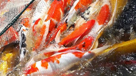 草金魚(yú)怎么分辨公母(草金魚(yú)怎么分辨公母圖片)縮略圖