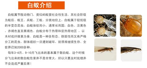 聯(lián)苯菊酯的正確使用方法(聯(lián)苯菊酯的正確使用方法是)縮略圖