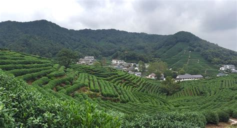 龍井茶的產地在哪里(龍井茶的產地在哪里呢)縮略圖