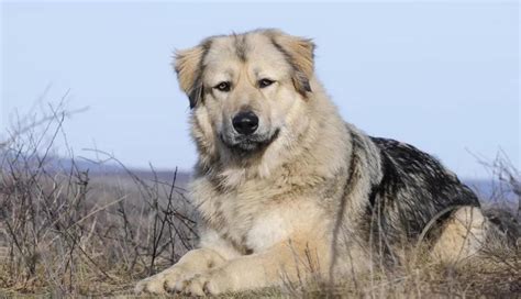 高加索犬幼犬多少錢一只(高加索犬幼犬多少錢一只視頻)縮略圖