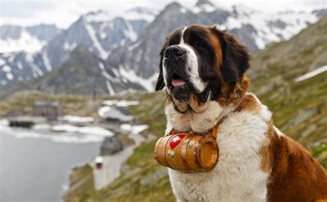 圣伯納犬多少錢一只,圣伯納犬多少錢一只純種縮略圖