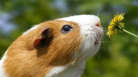 荷蘭鼠飼養注意事項,荷蘭鼠飼養注意事項怎么樣喂水縮略圖