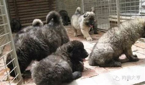高加索犬幼犬(高加索犬幼犬圖片)縮略圖