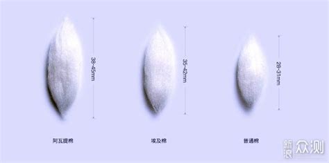長絨棉和水洗棉什么區別(長絨棉和水洗棉什么區別哪種棉更好)縮略圖
