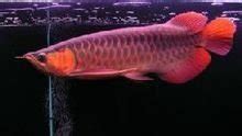 魯花和金龍魚哪個好,食用油魯花和金龍魚哪個好縮略圖