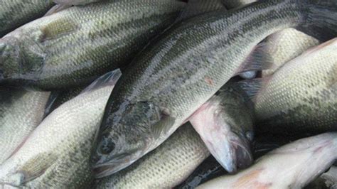 多寶魚是淡水魚還是海魚(多寶魚怎么養(yǎng)殖方法)縮略圖