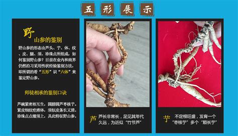 野山參真品鑒定價格(野山參和人工參的區別)縮略圖