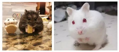 三線倉鼠發情癥狀(三線倉鼠死前征兆)縮略圖