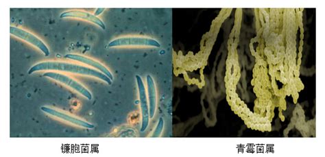 硝化細(xì)菌的作用,硝化細(xì)菌的作用及使用方法縮略圖