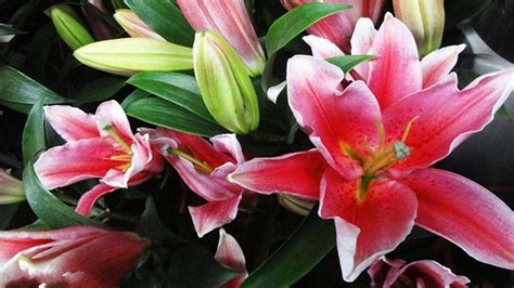 香水百合花有毒嗎 適合在室內養嗎(香水百合花有毒嗎適合在室內養嗎)縮略圖