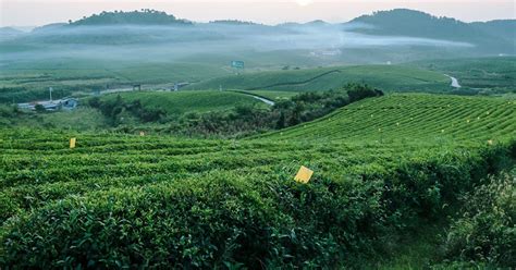福鼎白茶產地哪里的最正宗(福鼎白茶產地在什么地方)縮略圖