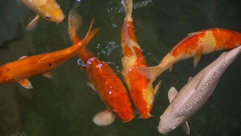 錦鯉魚飼養方法(錦鯉魚飼養方法大全)縮略圖