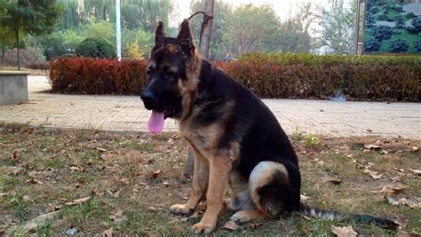 黑背犬幼犬(黑背犬幼犬一個月圖片)縮略圖