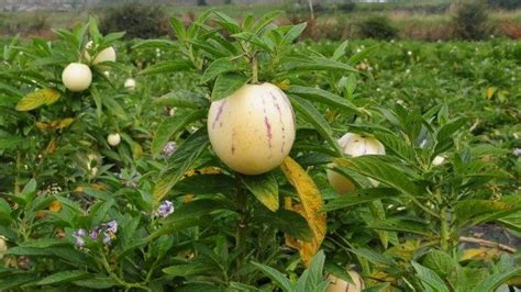 人參果怎樣種植方法(人參果怎樣種植方法圖解)縮略圖