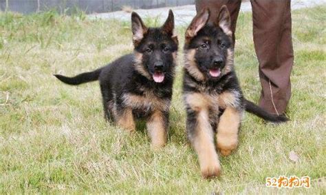 德牧犬圖片 幼犬多少錢一只(德牧犬圖片 幼犬多少錢一只啊)縮略圖