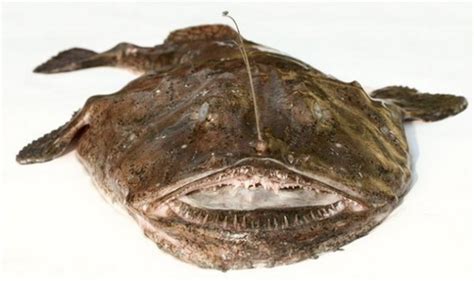 安康魚,安康魚做法縮略圖