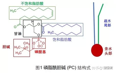 卵磷脂(卵磷脂的功效與作用)縮略圖