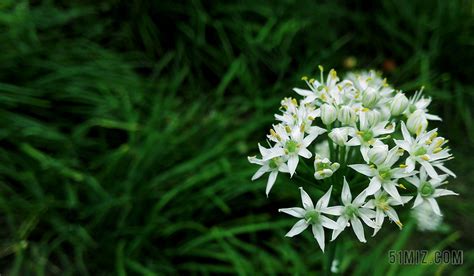 韭菜花兒開(韭菜花兒開瀟公子)縮略圖