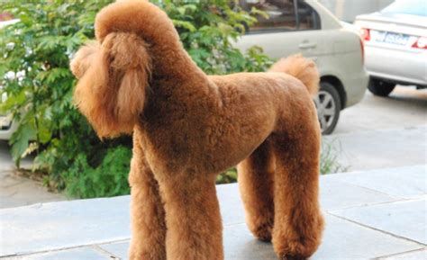 巨貴犬為什么很少人養(巨貴犬好養嗎?優缺點有哪些)縮略圖