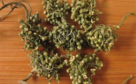 人參花一次泡幾朵(人參花對男性性功能)縮略圖