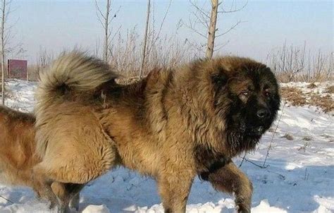 高加索犬的優(yōu)點(diǎn)和缺點(diǎn)(高加索犬智商排行榜)縮略圖