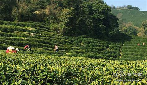 龍井茶產地在哪里,獅峰龍井茶產地在哪里縮略圖