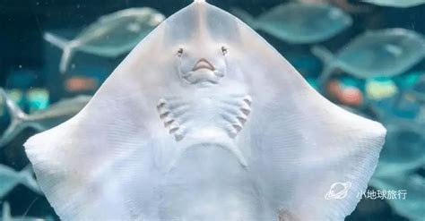 魟魚怎么讀,魟魚怎么讀拼音縮略圖