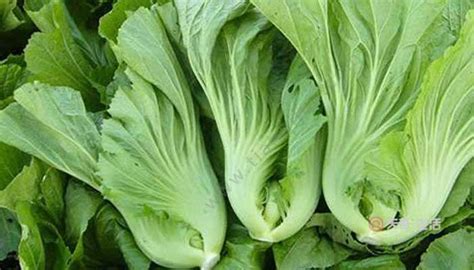 梅干菜是哪里的特產(chǎn),梅干菜的做法縮略圖
