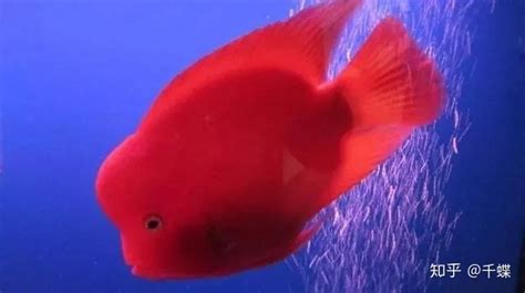 胭脂紅迷你鸚鵡魚(yú),胭脂紅迷你鸚鵡魚(yú)跟白金的區(qū)別縮略圖
