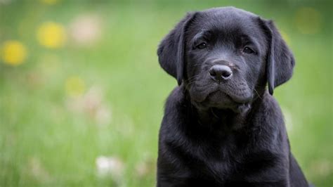 純黑色拉布拉多犬多少錢一只(拉布拉多犬100一300元)縮略圖