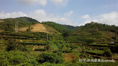 鳳凰單樅產(chǎn)地在哪(鳳凰單樅產(chǎn)地在哪個省份)縮略圖
