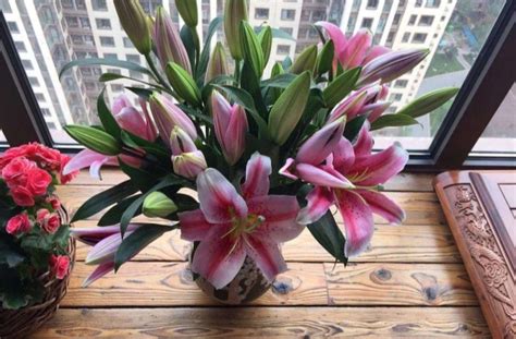 香水百合盆栽怎么養殖,香水百合盆栽怎么養殖視頻縮略圖
